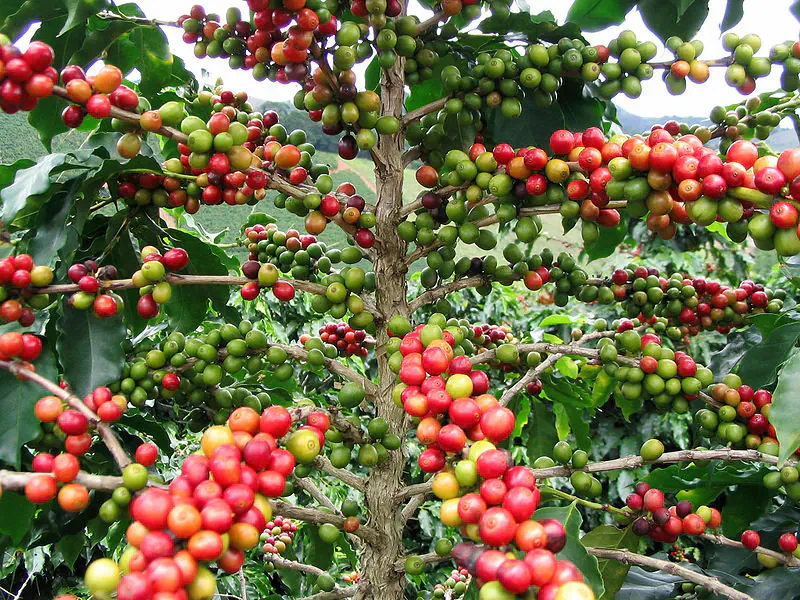 coffee